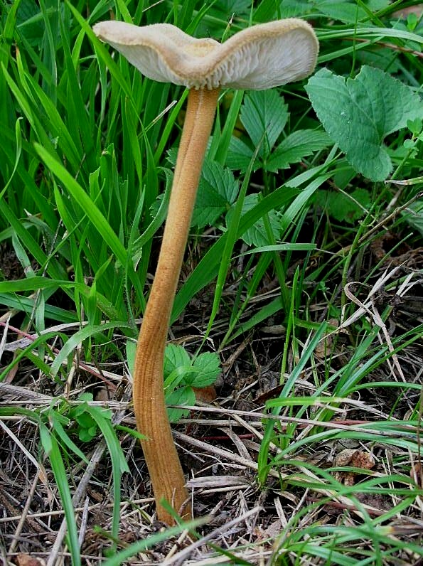 Xerula longipes?